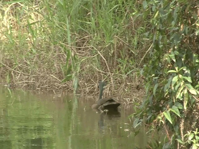 Masked Finfoot - ML201603101