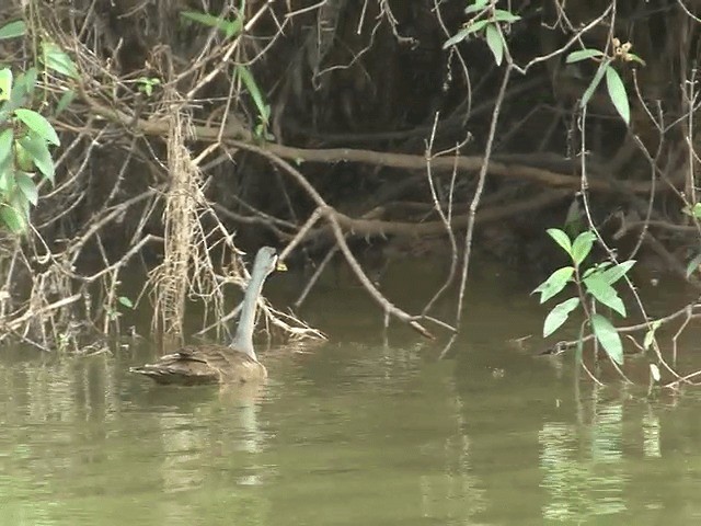 Masked Finfoot - ML201603111