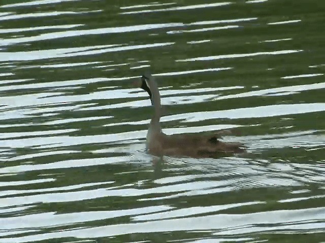 Masked Finfoot - ML201603121