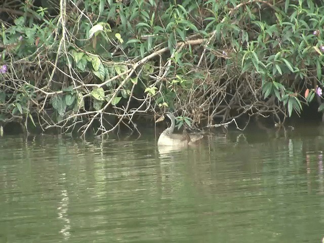 Masked Finfoot - ML201603131