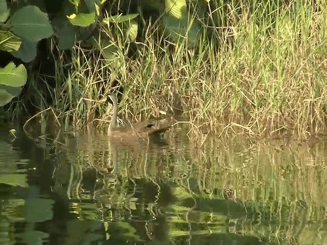 Masked Finfoot - ML201603151