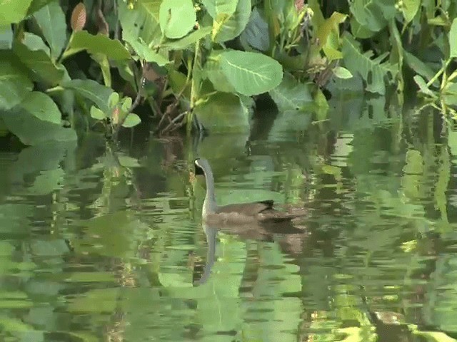 Masked Finfoot - ML201603161