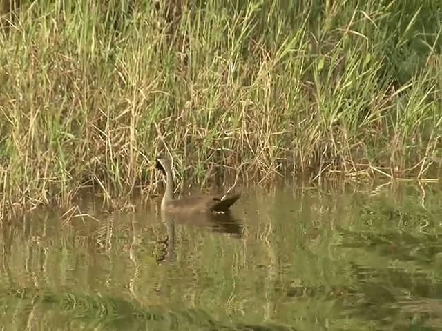 Masked Finfoot - ML201603171