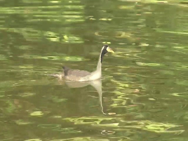 Masked Finfoot - ML201603181