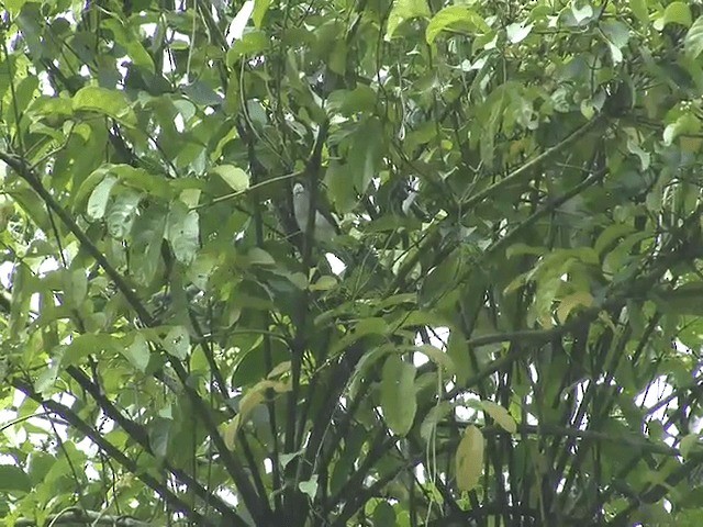 Gri Arapbülbülü (cinereus) - ML201603201