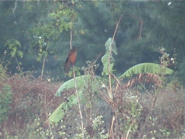 Андаманский кукаль - ML201603261