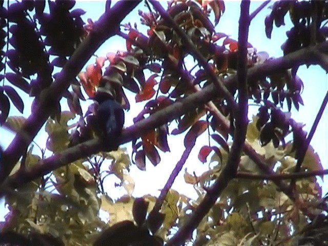 Asian Fairy-bluebird - ML201603321