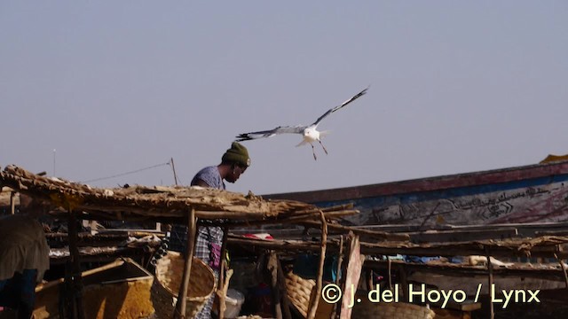 Gaviota Cabecigrís - ML201603331