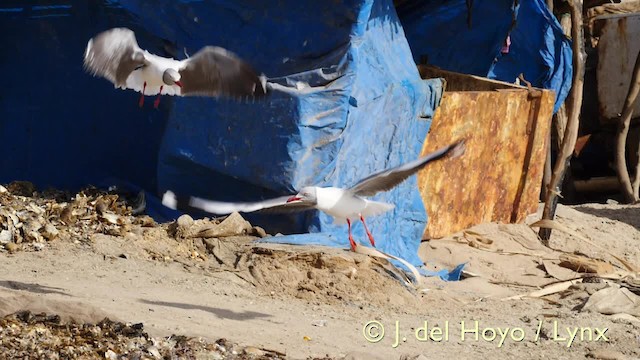 Gaviota Cabecigrís - ML201603341