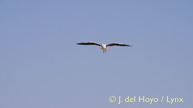 Gaviota Cabecigrís - ML201603351