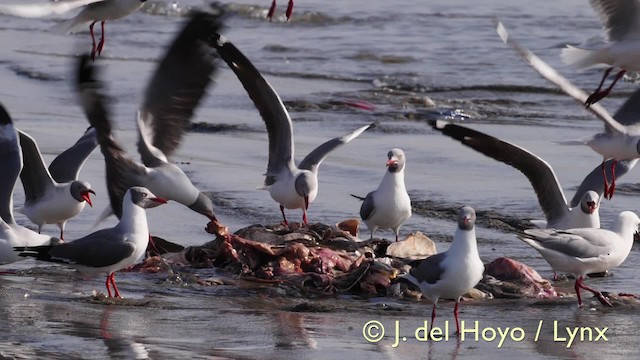 Gray-hooded Gull - ML201603361