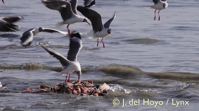 Gray-hooded Gull - ML201603371