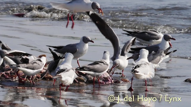 Gray-hooded Gull - ML201603381