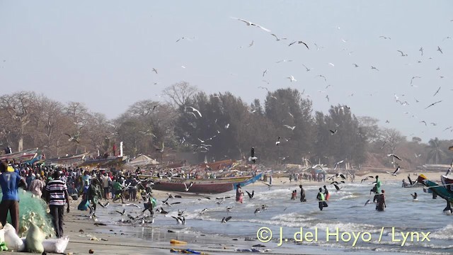 Gaviota Cabecigrís - ML201603391