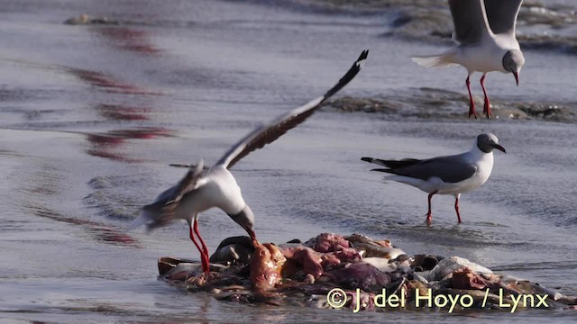 Gaviota Cabecigrís - ML201603401