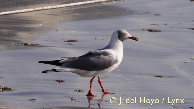 Gray-hooded Gull - ML201603411