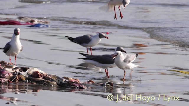 Gray-hooded Gull - ML201603421