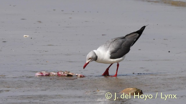 Gray-hooded Gull - ML201603451