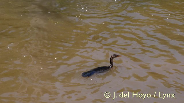 アフリカコビトウ - ML201603541