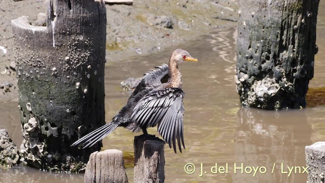 Long-tailed Cormorant - ML201603551