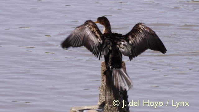 Long-tailed Cormorant - ML201603561