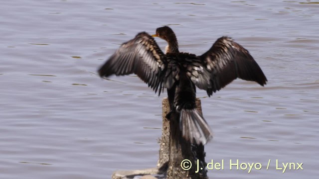 アフリカコビトウ - ML201603561