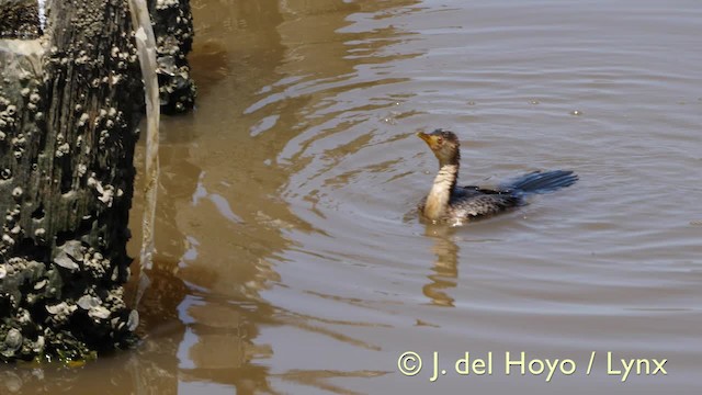 Long-tailed Cormorant - ML201603571