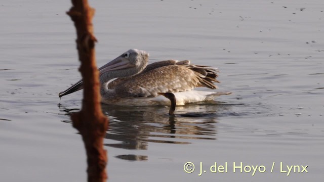 Long-tailed Cormorant - ML201603581