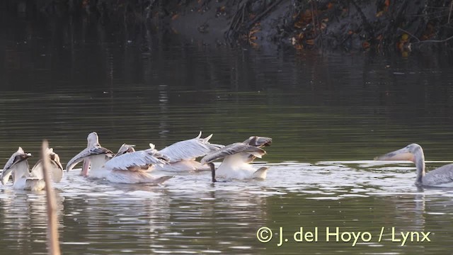 Cormoran africain - ML201603591