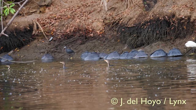 Long-tailed Cormorant - ML201603601