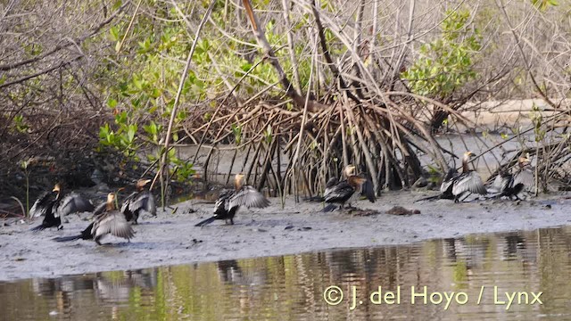 Long-tailed Cormorant - ML201603611