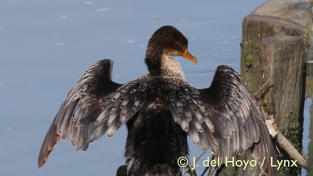 Long-tailed Cormorant - ML201603621