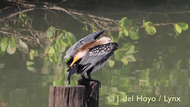 アフリカコビトウ - ML201603631