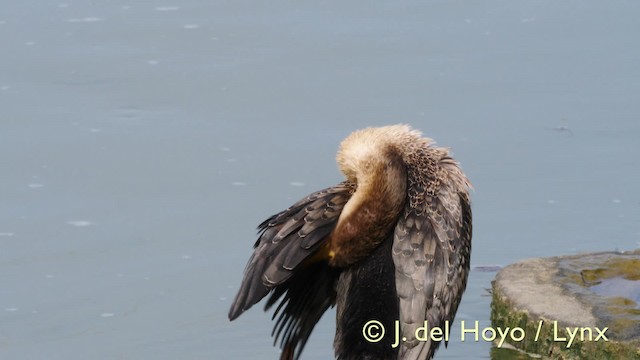 Long-tailed Cormorant - ML201603641