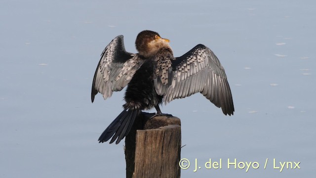 Long-tailed Cormorant - ML201603651