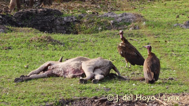 Hooded Vulture - ML201603881