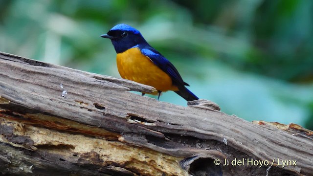 Rufous-bellied Niltava - ML201603931