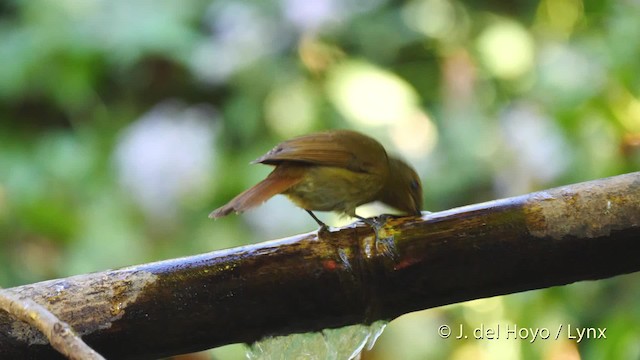 Rufous-bellied Niltava - ML201603941