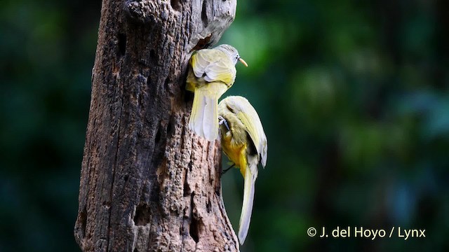 Flavescent Bulbul - ML201604101