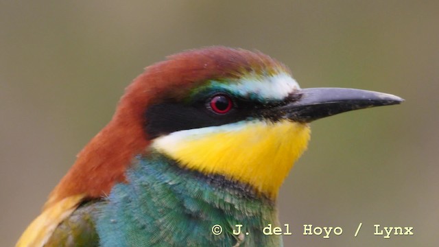 European Bee-eater - ML201604151
