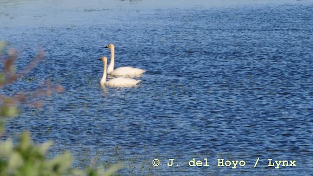 Cisne Chico (paleártico) - ML201604321