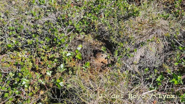 Moorschneehuhn [lagopus-Gruppe] - ML201604341