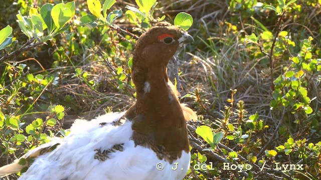 Moorschneehuhn [lagopus-Gruppe] - ML201604351