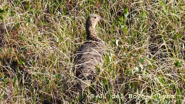 Moorschneehuhn [lagopus-Gruppe] - ML201604361