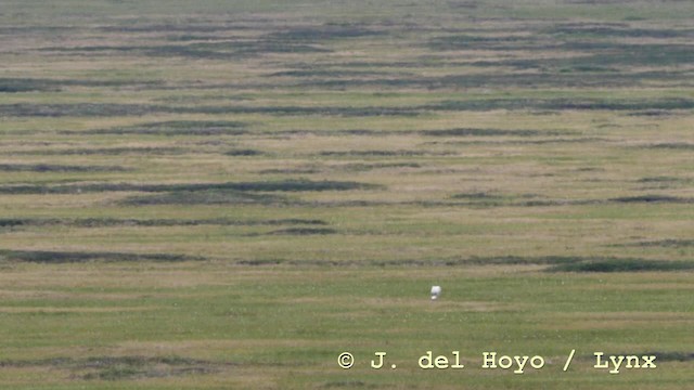 Siberian Crane - ML201604381