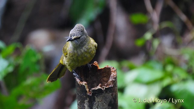 Flavescent Bulbul - ML201604391