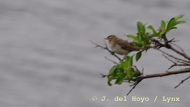 עלווית אפורה - ML201604401