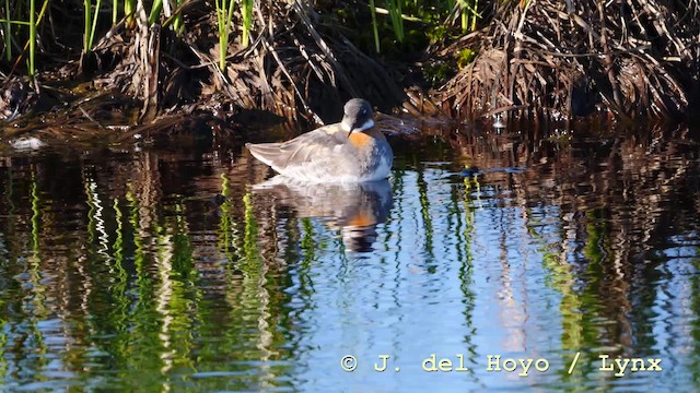 svømmesnipe - ML201604421