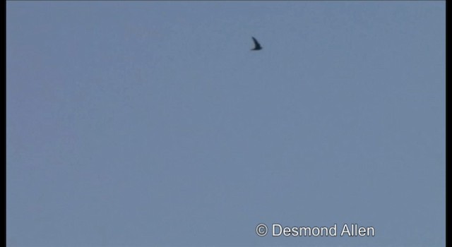 Philippine Swiftlet - ML201604471