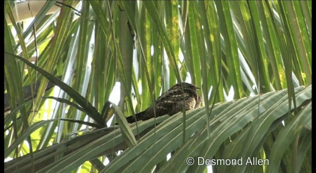 Philippine Nightjar - ML201604511